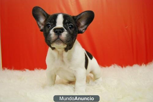 Reserva tu Bulldog Frances, de Calidad