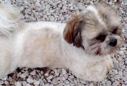 Shih-Tzu para la adopción.