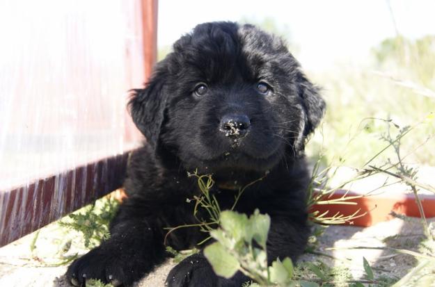 Terranova cachorros de primera calidad