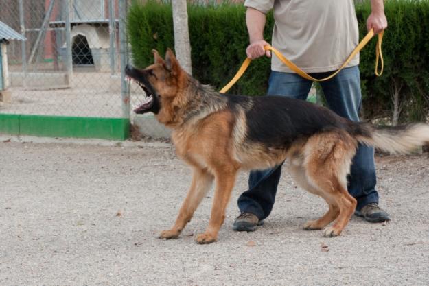 Adiestrador canino a domicilio