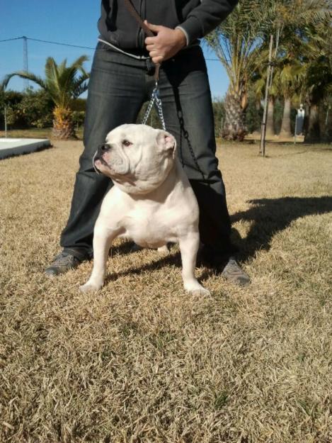 American Bulldog Bully