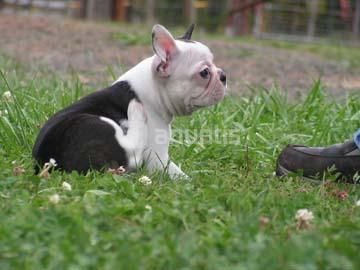 bulldog frances con 2 meses,2 hembras