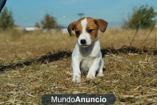 cachorrines de jack russell terrier; Genetica:pata corta y pelo corto