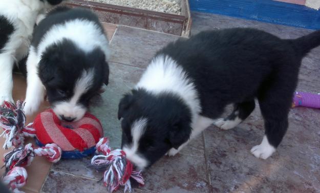 Cachorros Border Collie, Kennel con afijo 