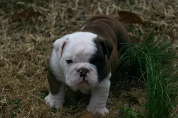 Precioso bulldog ingles