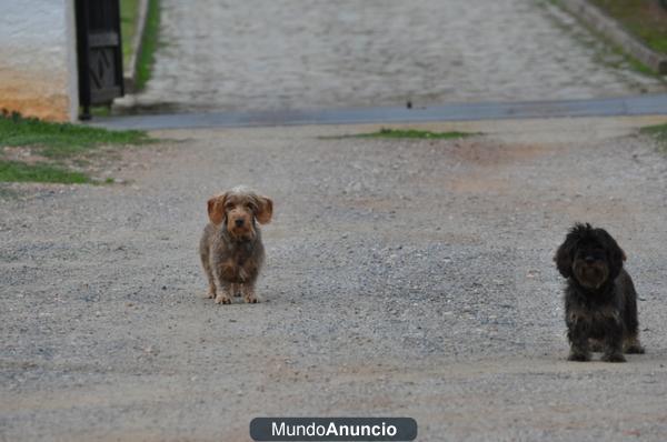 teckel pelo duro