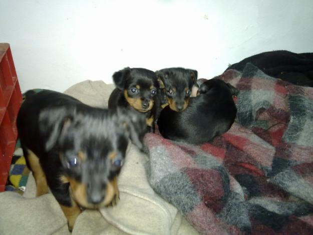 VENDO PINSCHER ENANO