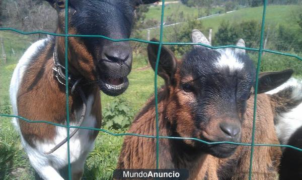 VERDADERAS CABRAS ENANAS