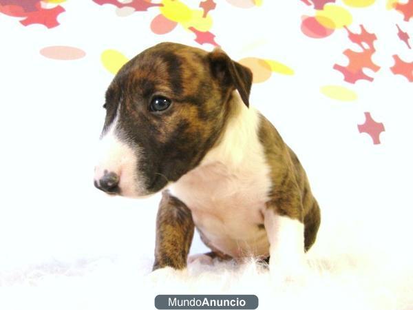 Bullterrier Miniatura pedigree de calidad