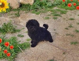 caniche mini toy negro urge urge urge