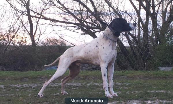 Macho Pointer de 15 meses.