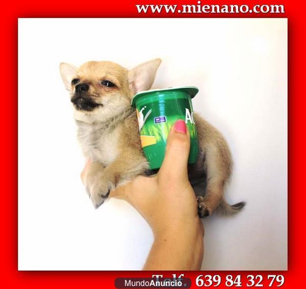 MIRA QUE CACHORROS DE CHIHUAHUA TOY, SOLO VENDEMOS CACHORROS DE CALIDAD  ys