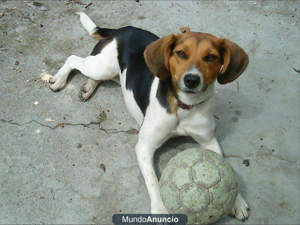 Protectora de animales MOURA (Barbanza, A Coruña)