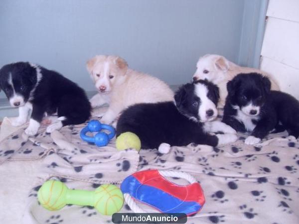 REGALO BONITOS y encantador BORDER COLLIE Excelente