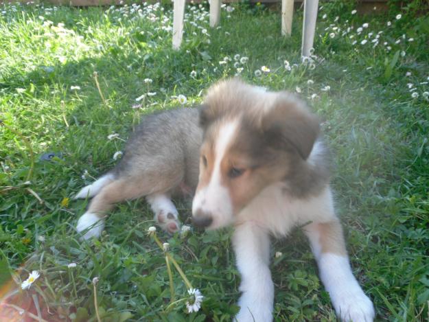 Ultimo cachorro de rough collie lassie