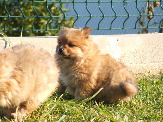 Vendo cachorros de Pomerania