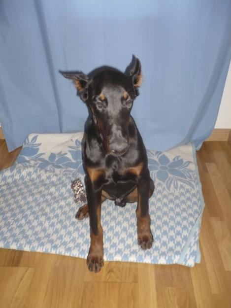 Vendo Doberman 4y5 meses