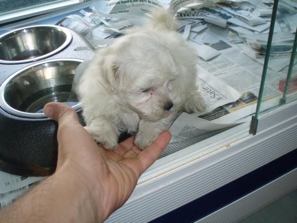 Bichon Maltes hembra 390 euros