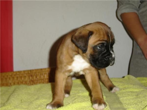 BOXER CACHORROS A 250 EUROS