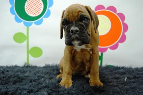 boxer cachorros listos para entregarse, LLEVATELO A CASA¡¡