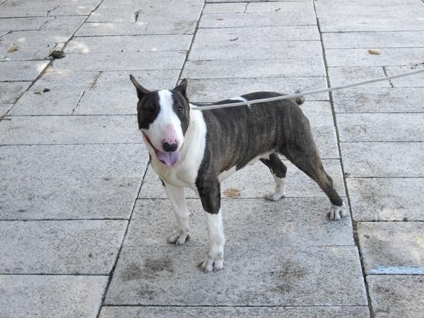 bullterrier