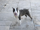 bullterrier - mejor precio | unprecio.es