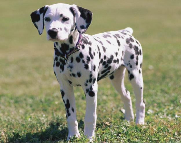 Cachorros de dalmata