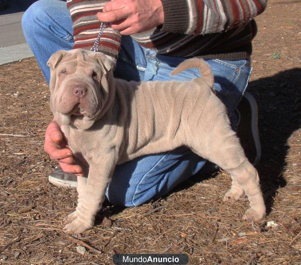 Cachorros shar-pei lilas machos