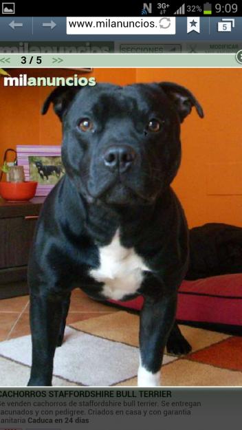 Cachorros Staffordshire bull terrier.