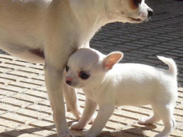 Chihuahua Cachorra Blanca