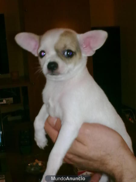 chihuahua hembra para vender,,650 euros.