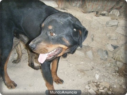 proxima camada rottweiler / presa canario