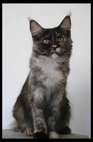 Tica disponible joven gato de Maine Coon, de 15 meses, pedigrí