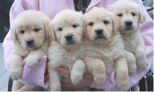 Vendo cachorros de Golden Retriever.