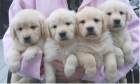 Vendo cachorros de Golden Retriever. - mejor precio | unprecio.es