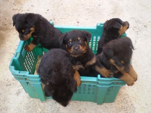 venta de cachorros de rotweiler