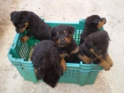 venta de cachorros de rotweiler - mejor precio | unprecio.es