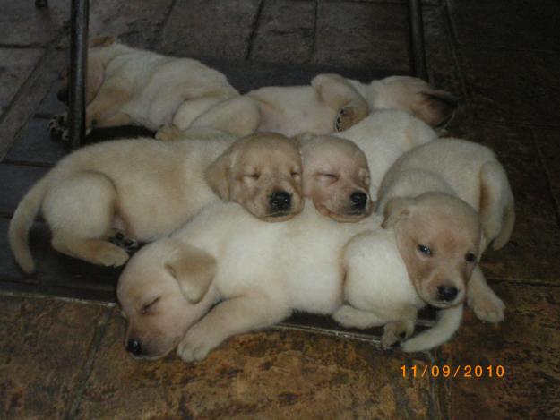 ÚLTIMOS CACHORROS LABRADOR RETRIEVER