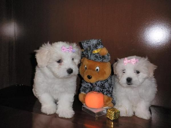 Bichon maltes peluches