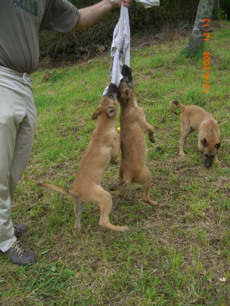 Cachorros Malinois Ideales Guarda y Deporte.