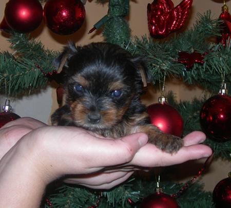 Cachorros Yorkshire Terrier