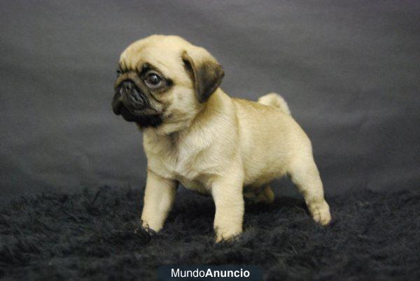 Carlino Pug, CACHORROS DE DOS MESES DE EDAD\'\'¡ FOTOS DE LA CAMADA¡e