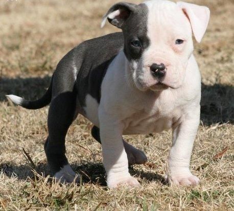 cumplir con su hermoso perro pitbull americano cachorro ella está a la venta