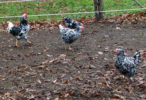 gallinas de raza