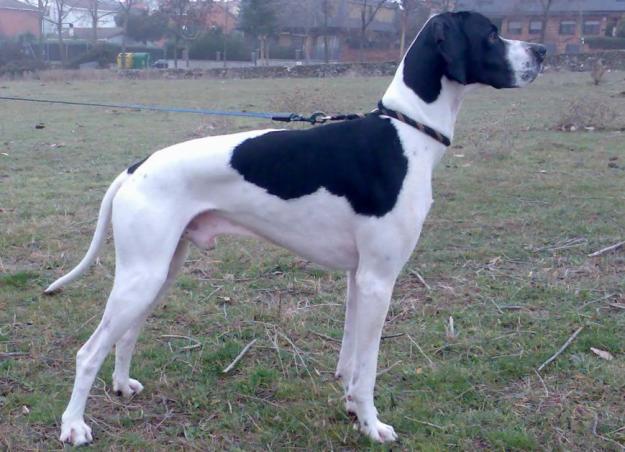 ofrezco pointer macho para montas