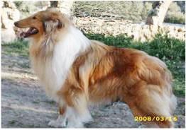Rouge Collie