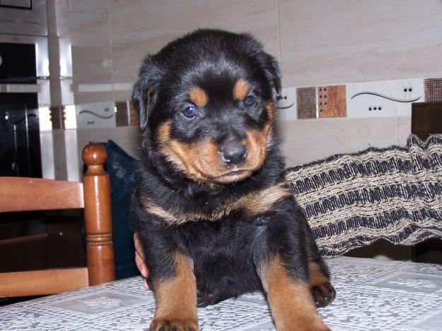 Cachorro macho Rottweiller