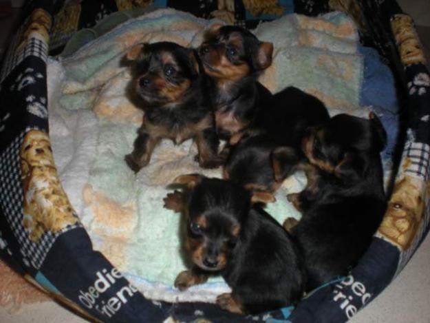 Cachorros  de  Yorkshire   Terrier , Venta