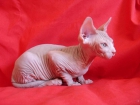 Gatitos sphynx en Madrid - mejor precio | unprecio.es