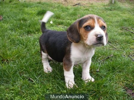 BEAGLES TRICOLOR